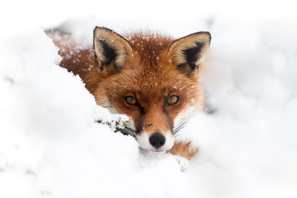 In Northern Ireland fox hunting is legal . 
In England and Wales, the Hunting Act (2004) bans the chasing of wild mammals with dogs. It doesn't cover drag or trail hunting , where hounds follow an artificial scent  - a loophole that is ruthlessly exploited - as you will see .