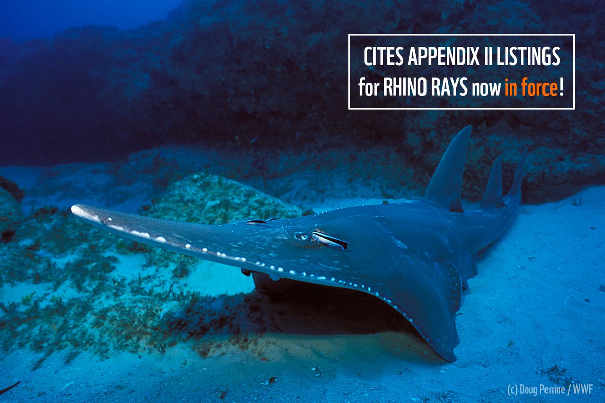 After 90 days 🗓️, @CITES #CoP18 Appendix II listings for #makoshark & #rhinorays are now in force! Countries have to work hard on #implementation to make #CITES work for sharks! But how can listings help to improve management & trade? Our answer is here ➡️ bit.ly/2qLrPDH