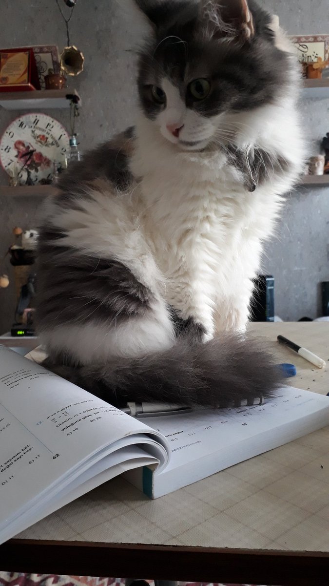 Bıraksan da ders çalışsam 🙀