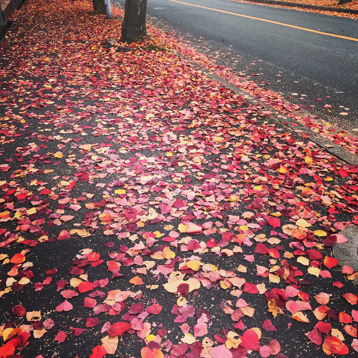 RozeCafe's tweet photo. 足もとから、秋🍁 https://t.co/z3HxkmYQmx