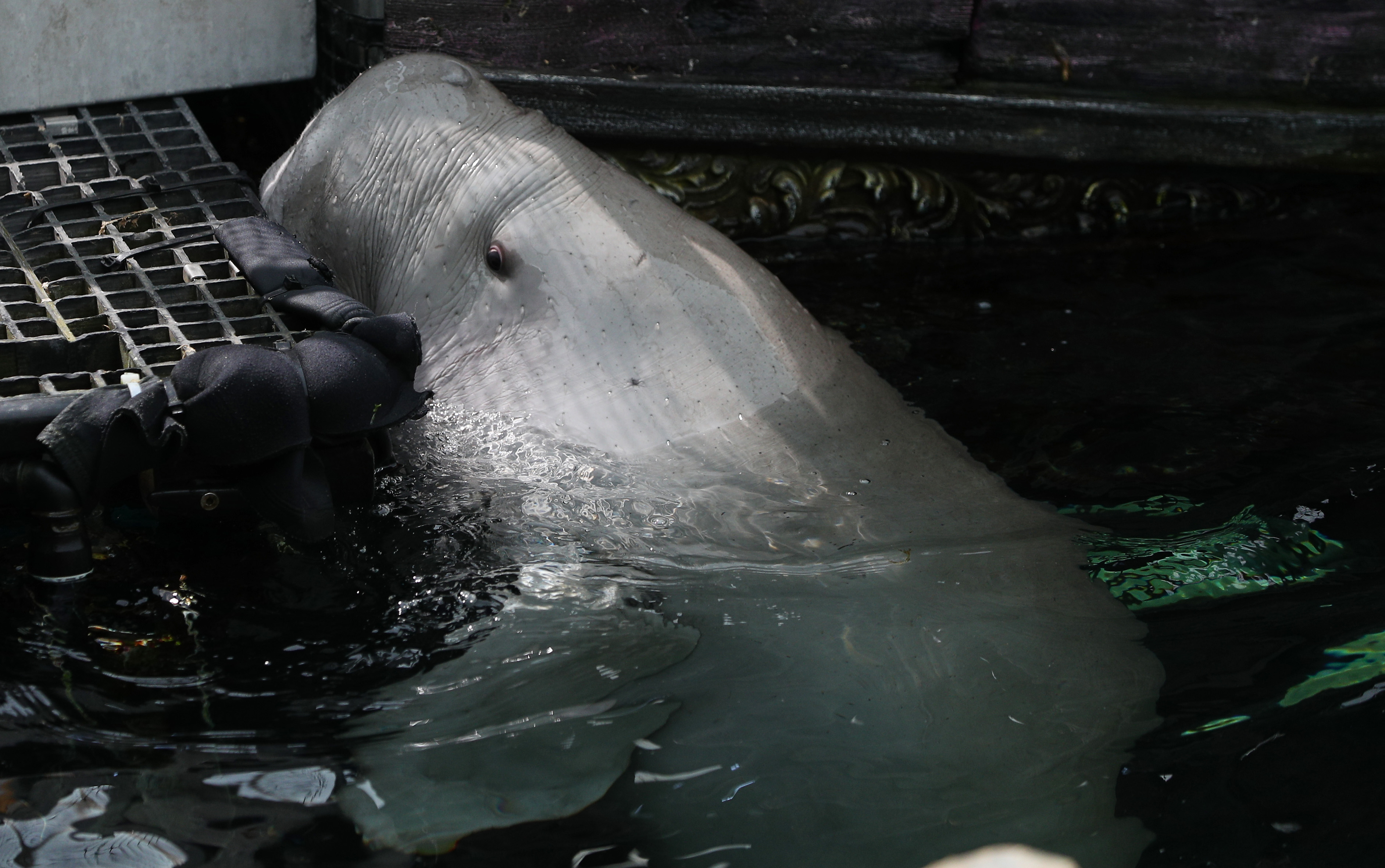 Twitter 上的cctv Asia Pacific 27日 悉尼水族馆为一只名为 小猪 的 儒艮庆祝他的21岁生日 小猪 的名字源于这只儒艮贪吃的性格 目前他与另一只儒艮 乌鲁 生活在一起 儒艮属于海牛目儒艮科 仅分布在太平洋 印度洋中有可食海草生长的热带 亚热带浅海区域