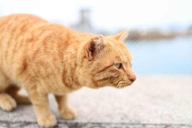 cokoguri's tweet photo. Need your nekko fix? This should do it! Japan Travel: Exploring Manabeshima cat island via @RocketNews24En #Japan #Manabeshima #CatIsland #traveltips https://t.co/2FgPPQbghu https://t.co/Xge2SbqT1C