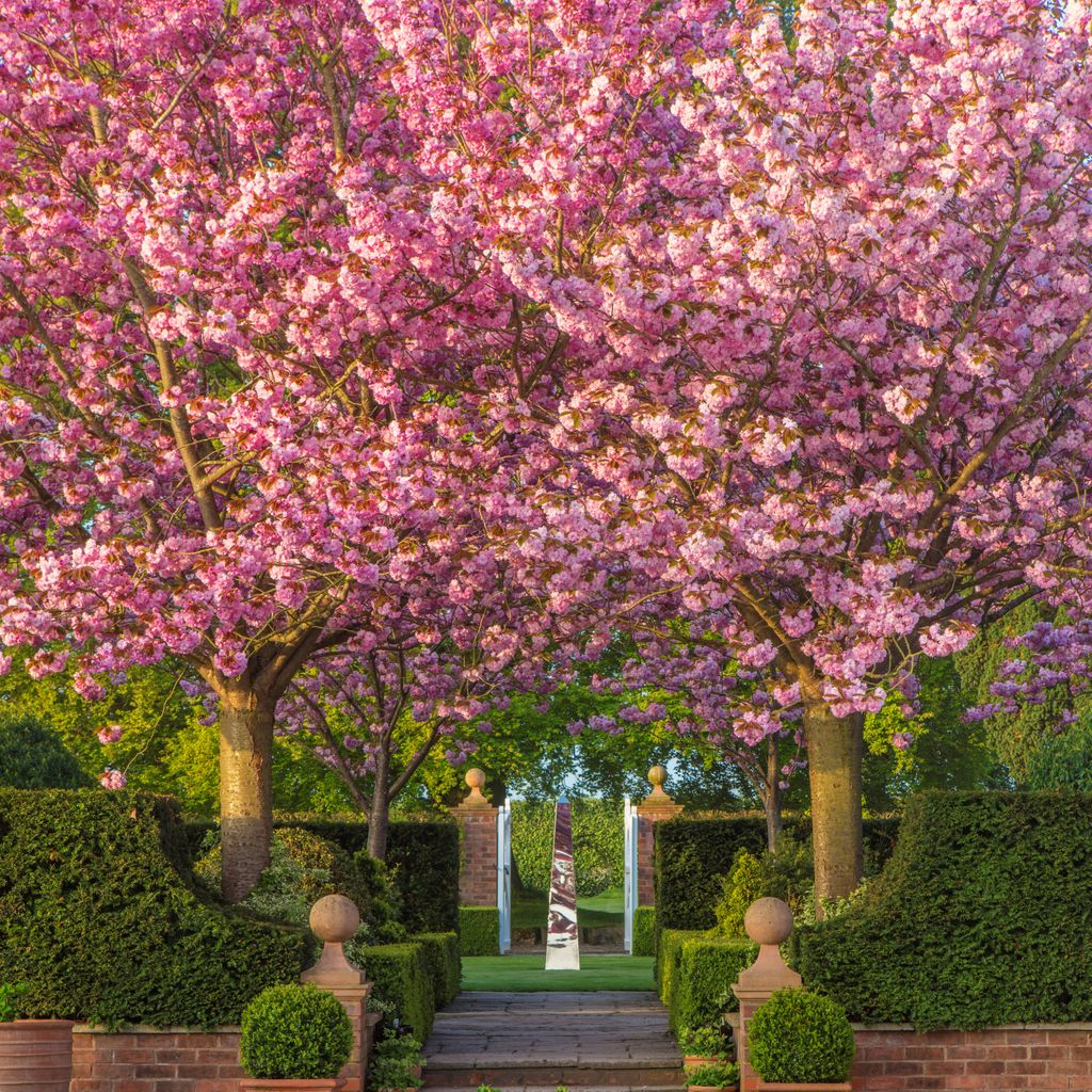 Day three of #NationalTreeWeek brings the majestic Mitton Manor #CherryTrees (Prunus Kanzan) - the undisputed stars of the show in Spring! Whilst we don't expect these double flowering cherries to live beyond 25 years, their beauty makes them well worth planting 🌸🌳