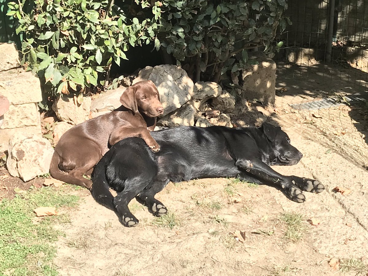 francescoincro's tweet photo. Iago e Teo 🐶 #Labrador https://t.co/VkqwkTETV0