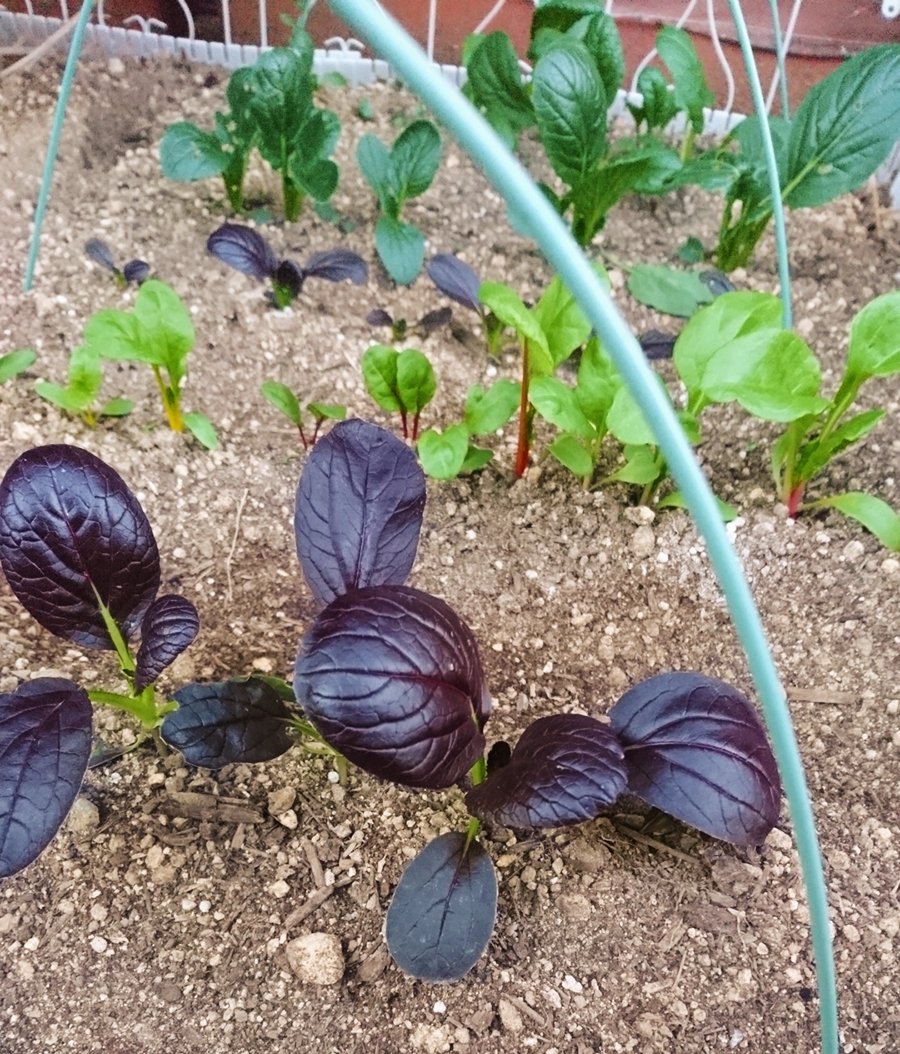 紫チンゲン菜