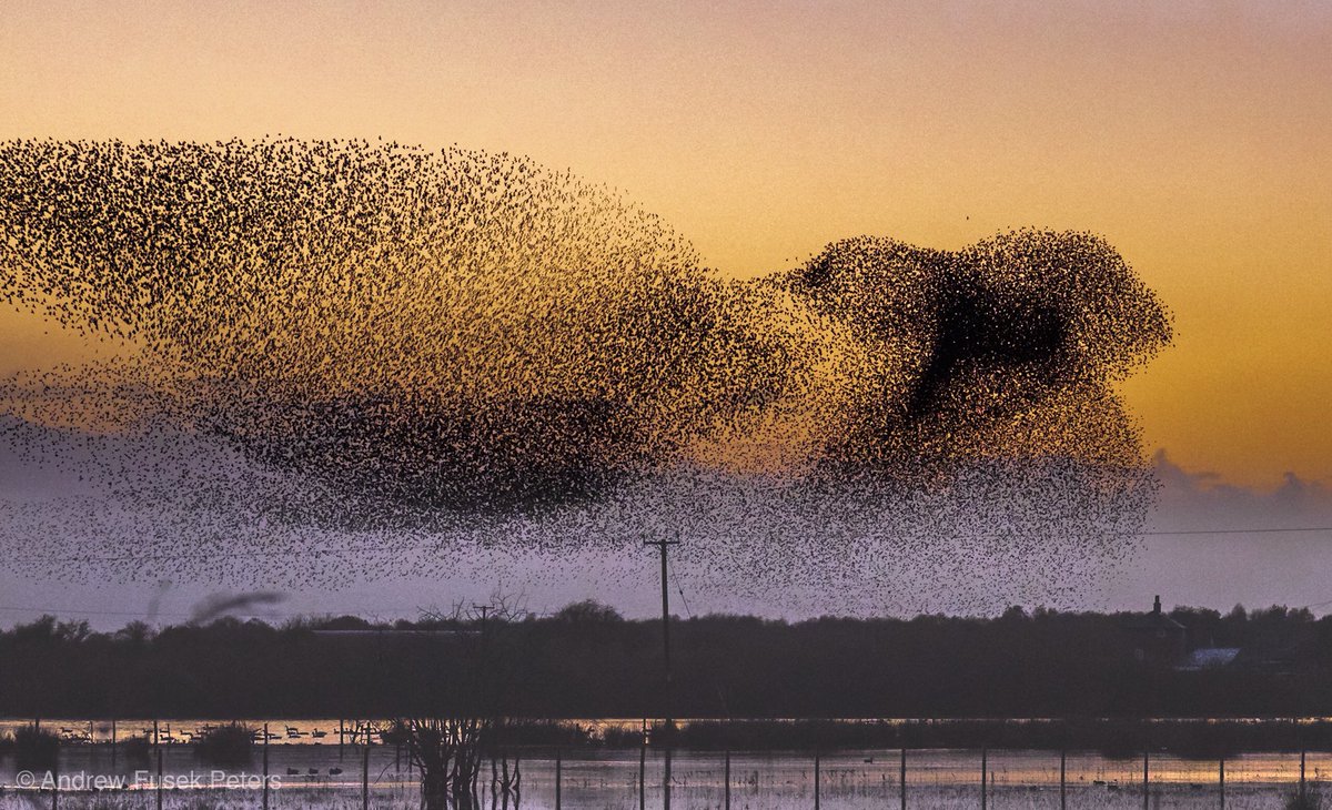 2peters's tweet photo. Incredible murmuration at Whixall Moss last night. After rain all day, the sky cleared and magic happened. @SteB777 @ShropsWildlife @BBCCountryfile @Countrymaned #digitalcameraPOTD #appicoftheweek @BBCSpringwatch @CPRE @MarkAvery @IoloWilliams2 https://t.co/HzbBkcgO2E