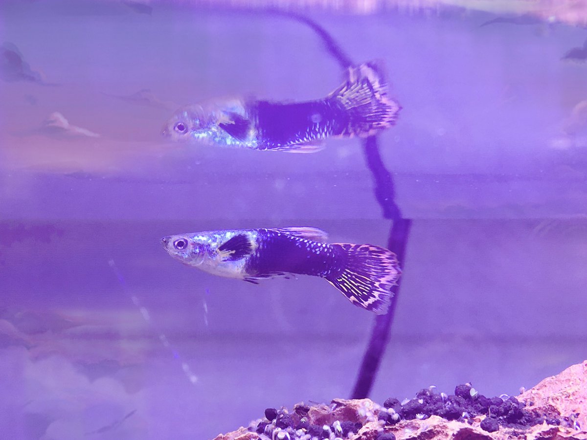 dragon mart aquarium shops