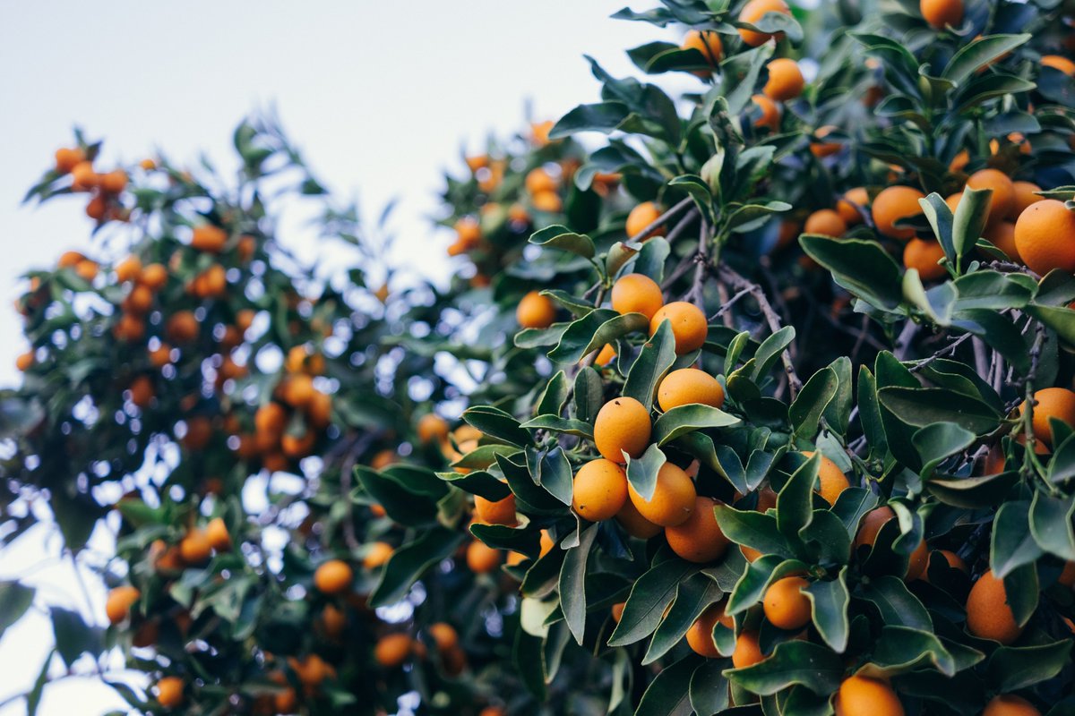 agrigateone's tweet photo. Our mission: One Platform
Creating full transparency for all stakeholders across the fresh produce supply chainπ
#agritech #oneplatform #agrigate #freshproduce #foodtech #agrigateone #smartdata https://t.co/3DTeVGcO70