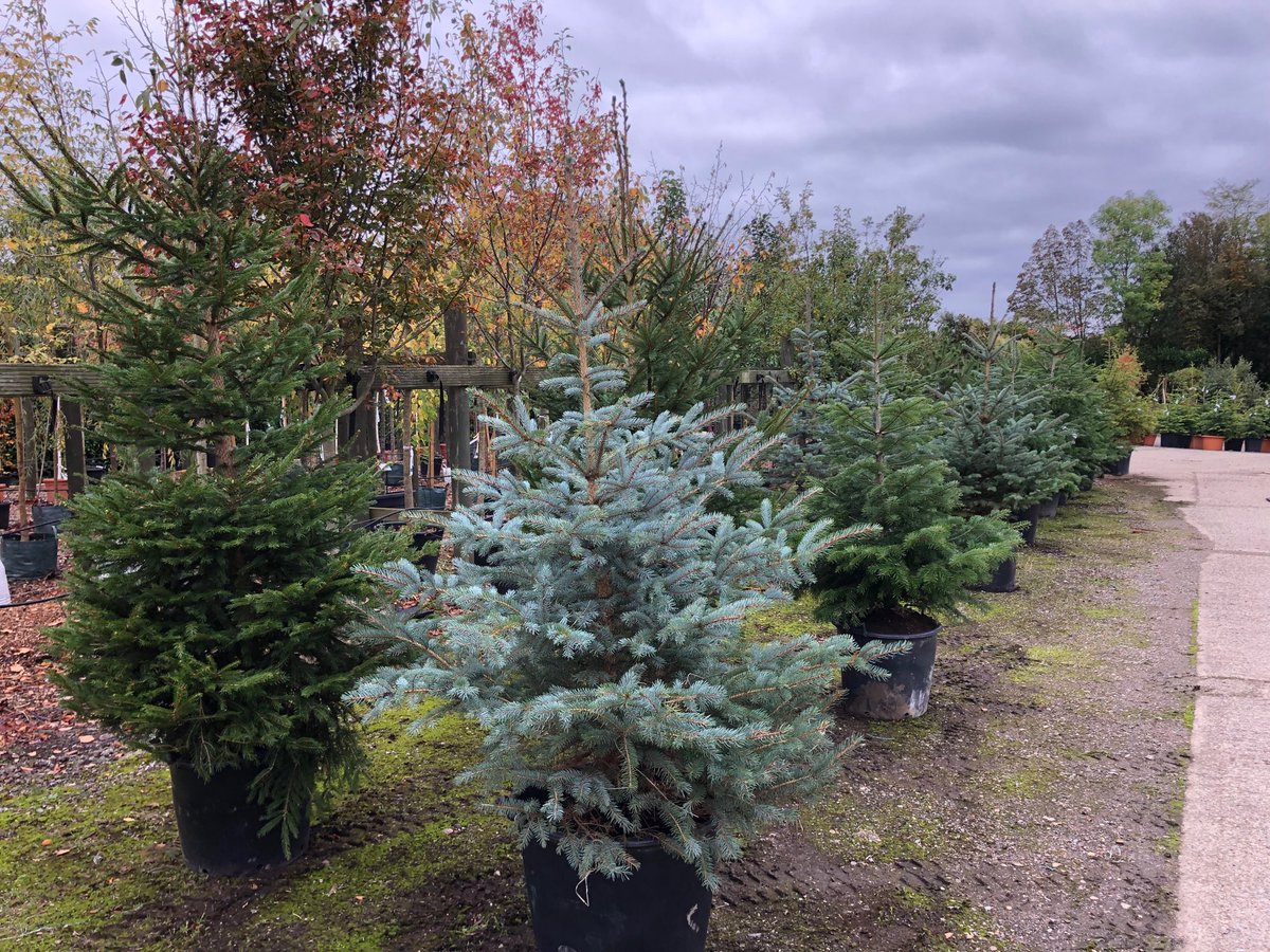 King_and_Co's tweet image. Blue Spruce make a stunning Christmas tree #Christmas #nondrop