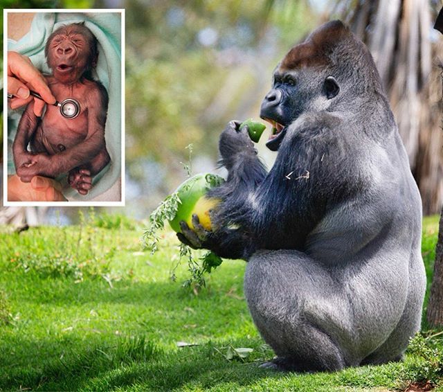 Werribee Open Range Zoo's Yakini the gorilla is turning 20 tomorrow. He's grown a lot since he was a newborn in 1999. Picture: David Caird. #Heraldsun @david.caird #yakini @zoosvictoria #happybirthday #gorilla ift.tt/2OoaQAf