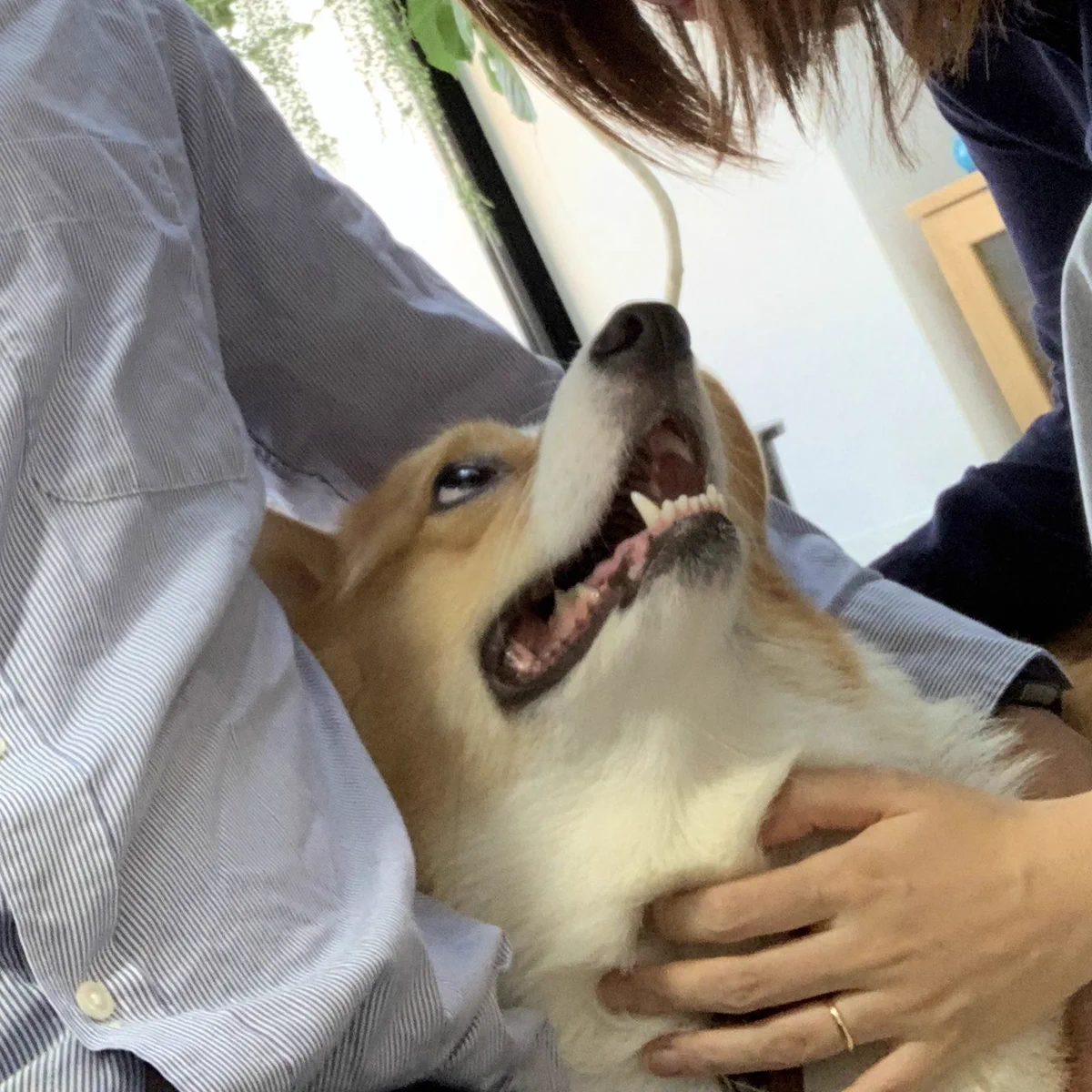 犬の2歳の誕生日にスリーショット撮ってたら「なんやこいつら」って目で見られたｗｗｗ