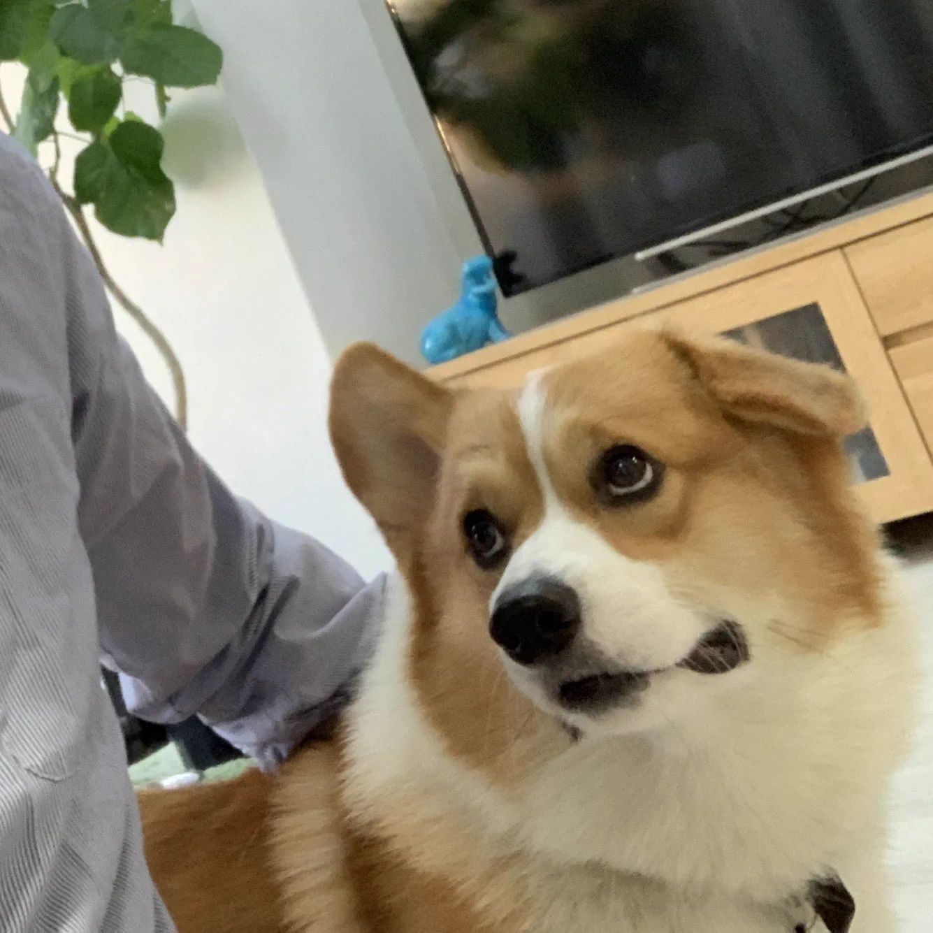 犬の2歳の誕生日にスリーショット撮ってたら「なんやこいつら」って目で見られたｗｗｗ