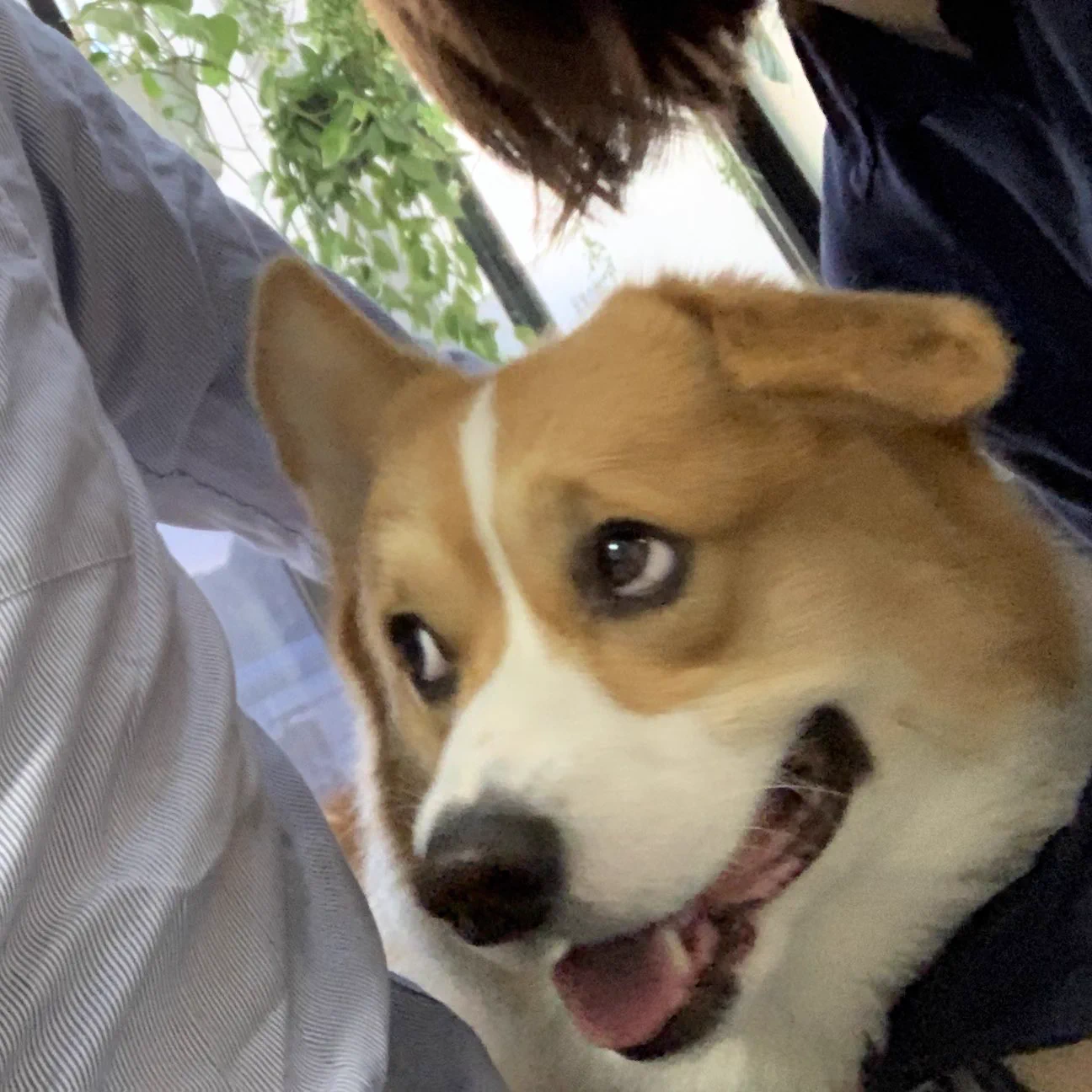 犬の2歳の誕生日にスリーショット撮ってたら「なんやこいつら」って目で見られたｗｗｗ