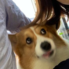 ワンコ なんやこいつら 飼い主との自撮りに困惑するコーギー ジワジワくる表情がかわいい ねとらぼ