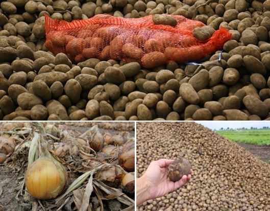 se_akkerbouw's tweet photo. 👋🏻Morgen (do. 28 nov.) is de laatste Focus on Farming bijeenkomst van 2019 bij #Proefbedrijf Lelystad. Deze staat in het teken van de #bewaring van #aardappelen🥔 en #uien🧅. U kunt zich nog aanmelden: https://t.co/vhBrXImZ1Z #FOF @WUR_openteelten @WURplant @WUR @Marieke_de_Jong https://t.co/LmetqfZoI9
