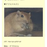 デブスナネズミ？適当な名前をつけられた動物がかわいそう…。