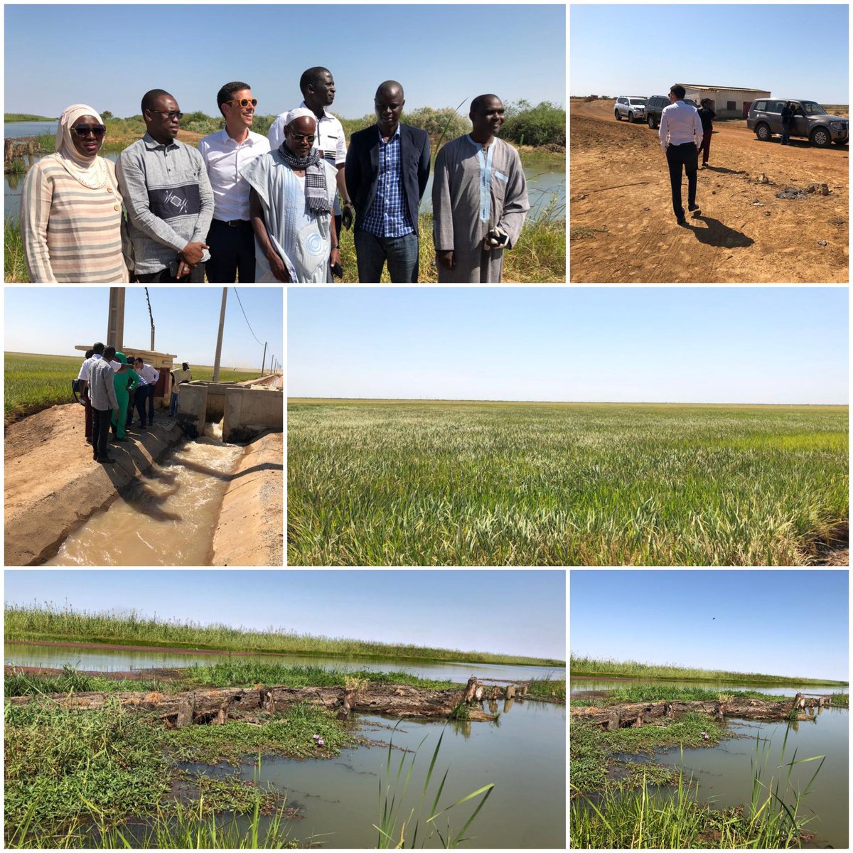 SAED SENEGAL tweet media