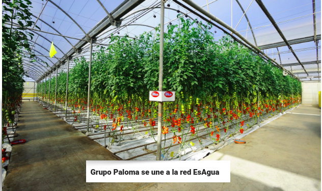 Act_4_Water's tweet photo. @GrupoPaloma14 es la primera empresa española en conseguir la verificación de #HuellaHídrica y Huella de carbono para un cultivo hidropónico y para el cultivo del granado. 

¡Bienvenidos a la red EsAgua! https://t.co/qjihJ1Sdzk https://t.co/rwWmMlSqaP