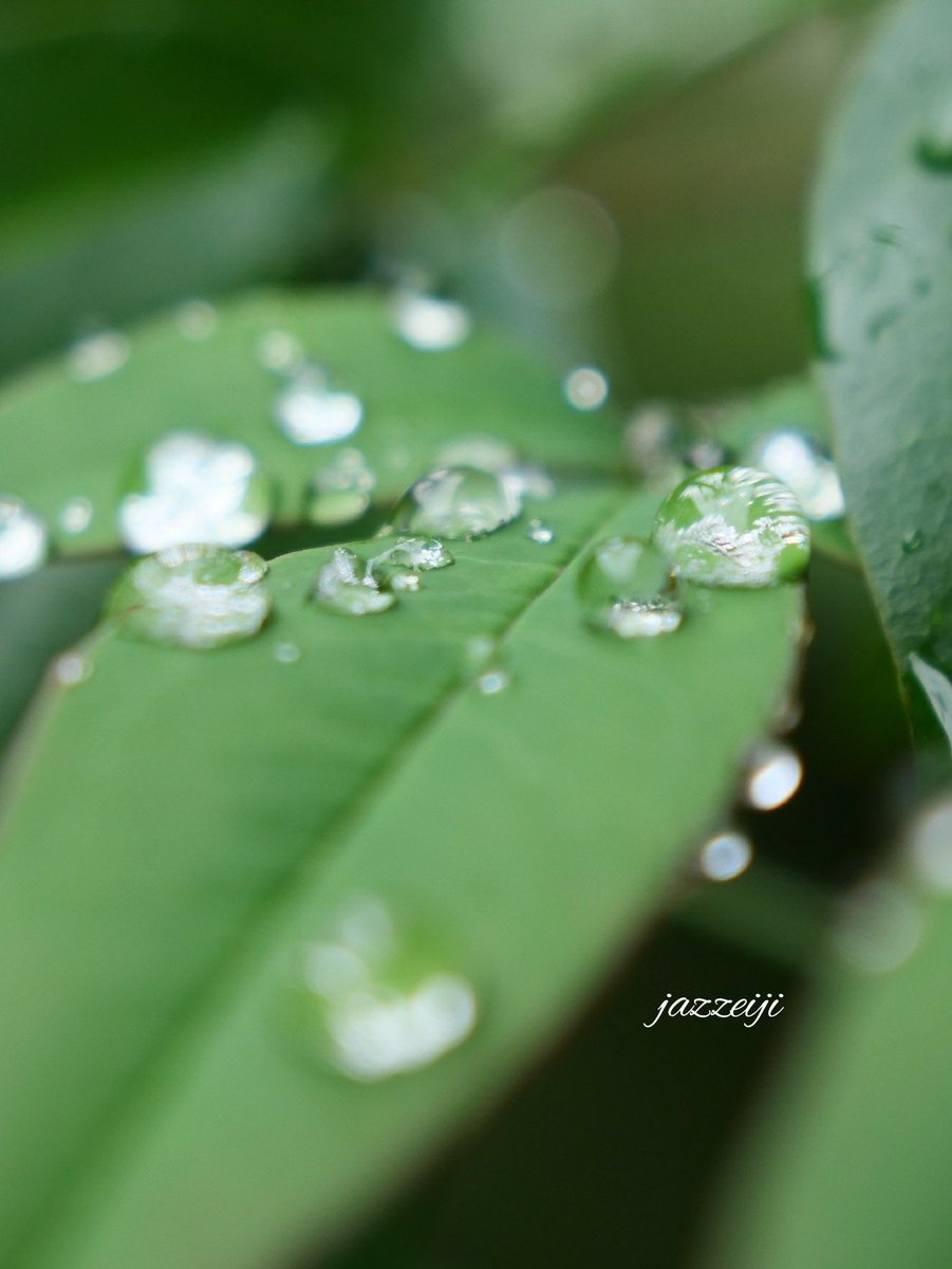 ジャズエイジ 雨上がりの水滴 キラキラ綺麗だね 思わず 色々な角度から パシャ パシャ 写真 撮影 葉っぱ はっぱ キラキラ キレイ 綺麗 思わず 思わずパシャリ 雨上がり 水滴