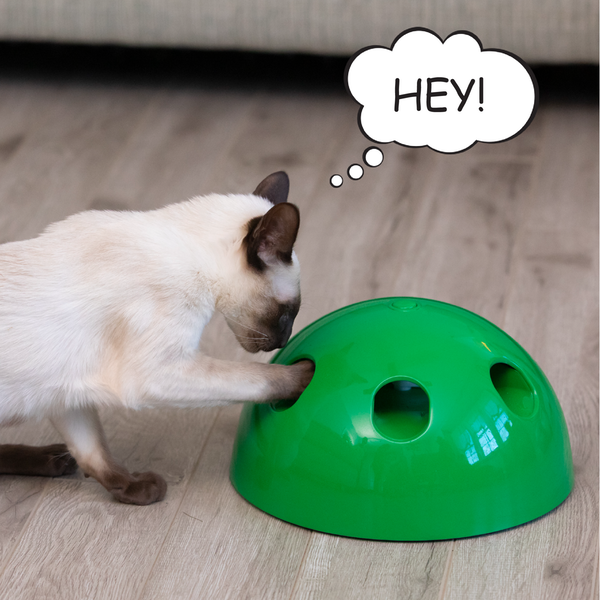 PopnPlayOffer's tweet photo. Looks like these two are becoming fast fur-ends! 🐱🐭 #popnplay https://t.co/WGxTtUR7vy