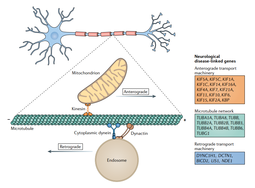 NatRevNeurol's tweet photo. Our featured article for December is this Review on Axonal transport and neurological disease by @J_N_Slayer, @AlexRossor, @AlexFellows1, @AndrewTosolini and Giampietro Schiavo  - view the PDF for free here: https://t.co/xEttJD7hHY https://t.co/3ifuv9LTRg