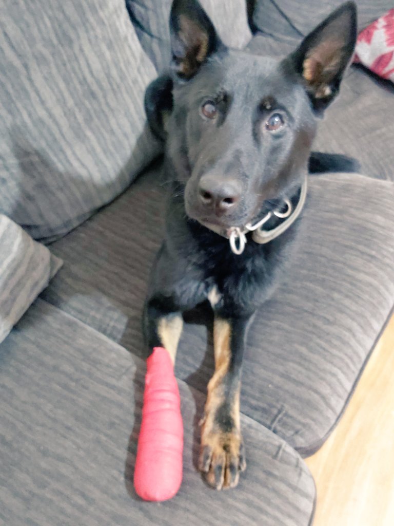 2310_mo's tweet photo. Unfortunately my colleague PD Rocky was injured yesterday evening. This was whilst running on the field and cutting open his paw on some broken glass. He is now bed bound living inside the house and getting plenty of rest. He has a dog sick note. (NOT FIT FOR DUTY) https://t.co/82VaDqSUSB