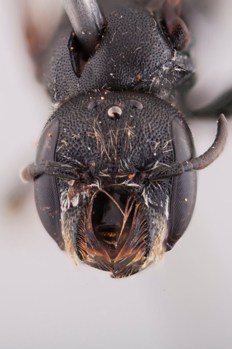 BeesYork's tweet photo. Weird Wednesday: Megachile (subgenus Hackeriapis).
Not sure what those facial protuberances are used for, but the hairs on them form a "basket" and appear "wet" - we're hoping to do some chemistry testing on them to find nectar, oil, or resin #beeoftheday #coolbees https://t.co/1qFVFTLGXC
