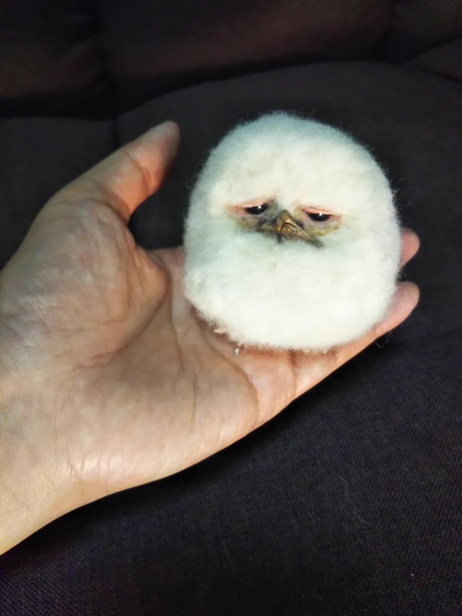 Θの森（シータの森） on X: 