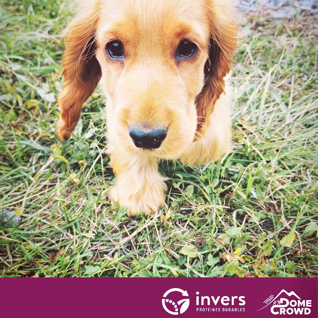 🔸 #Newsroom 🔸
La croquette durable et locale d’@invers_fr 😋 arrive bientôt et ils ont besoin de vous ! Laissez vous séduire et soutenez cette startup auvergnate à s'en lécher les babines.  🐶 
👉 domecrowd.fr/projets/invers…

cc <a href="/SquareLab_ESCC/">SquareLab ESCClermont</a>
#schoolforlife #myauvergne #durable