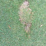 Image for the Tweet beginning: Even the thinnest of fairway