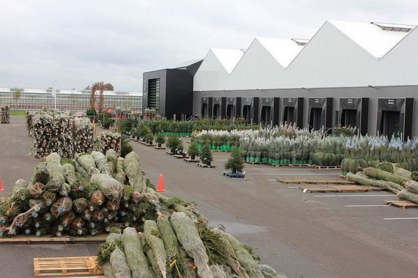 Professionele kerstboom inkopers opgelet! De verkoop op de GROEN-Direkt Cash&amp; Carry is al in volle gang. Informeer bij GROEN-Direkt naar de voorraden, de verkoop gaat hard!