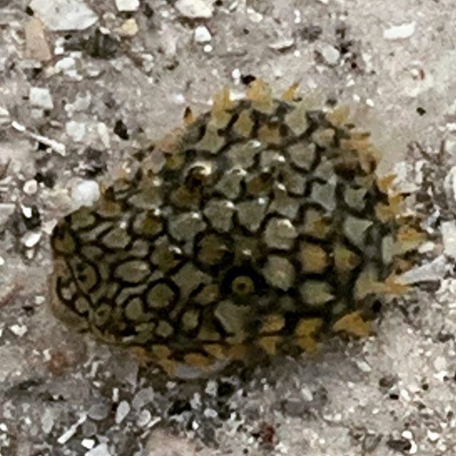 MINIRAMBLE's tweet image. This little guy was sooo tiny and he was stuck in a shallow pool after the tide went out. I hope we did a good thing. We successfully transferred him into the ocean. I hope he’s fine. 🤞🥰 #pufferfish #lowtide #beachwalk #savealife #indianshores #early… ift.tt/2QZjiYr