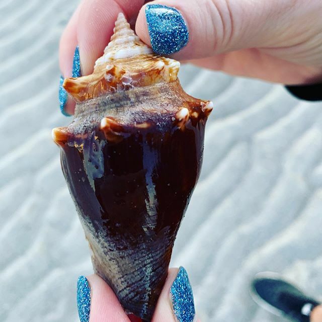 MINIRAMBLE's tweet image. Ok.. One more 😜. The third life we saved. This gorgeous specimen also had a tenant 😉👍. He was left exposed by the #lowtide as well so we took him back to safety. The #seabirds looked hungry so I don’t think he would have lasted long. 😋😉 #seashell… ift.tt/2XSc7CN