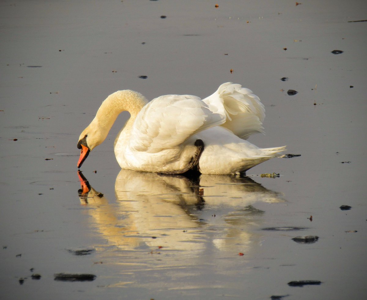 AwfulLotOfEagle's tweet photo. #SwanSquad member isn't quite sure how to work with this ice 🤔 https://t.co/VLTyKLSLQ6