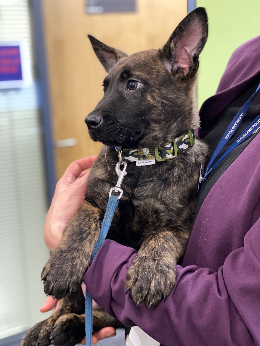 ClevelandPolice's tweet photo. 🐾 Paws right now! 🐾

Meet PD Judge who is our newest PD recruit. He is a Dutch Shepherd at only 8 weeks old. He’s looking forward to meeting all his other PD recruits. 🐶

ACC Steve Graham with officers from the dog unit.

#dogs #dogsoftwitter #policedog #puppy #policedog https://t.co/AmIKpCTagW
