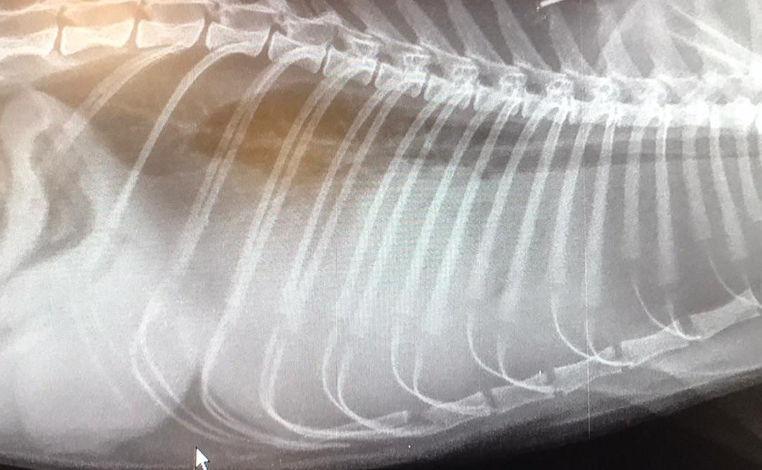 dierenartsmark's tweet image. Enorm benauwde jonge kat op het spreekuur. Onderzoek, röntgenfoto en biopsie laten zien dat de hele borstkas vol met pus zit #pyothorax #markdierenarts #vleuterweide #utrecbt #demeern