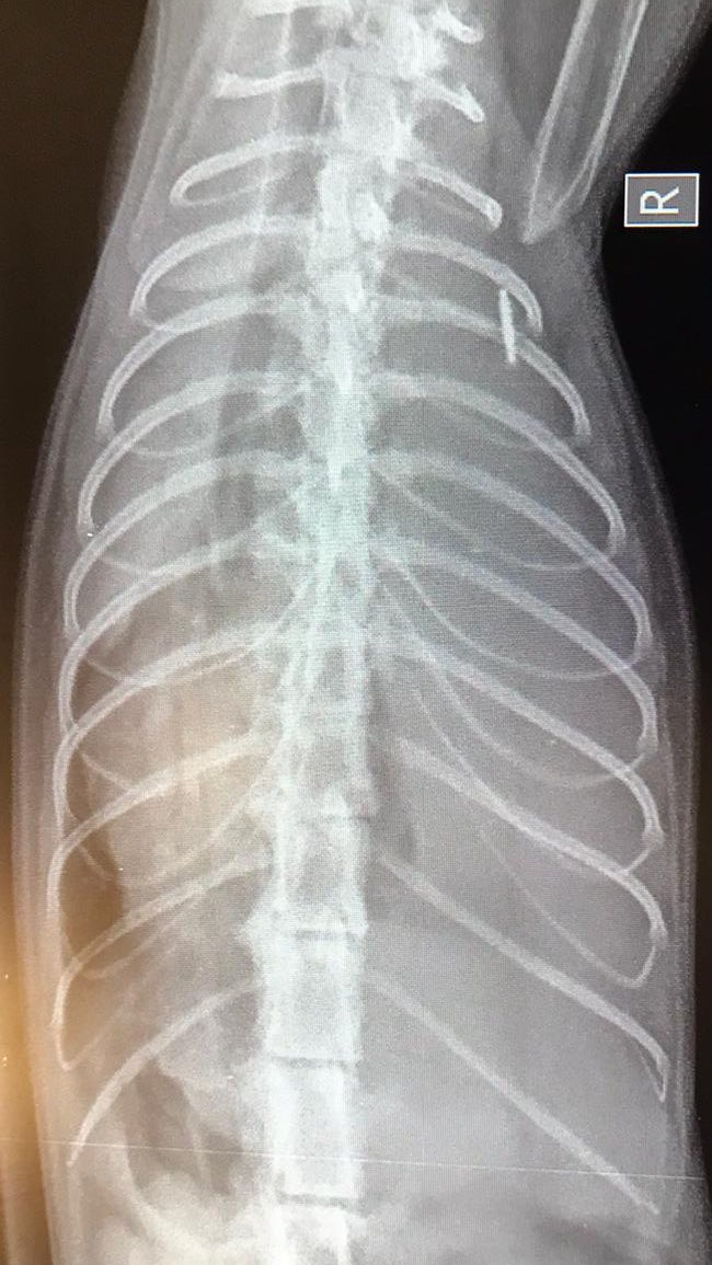 dierenartsmark's tweet image. Enorm benauwde jonge kat op het spreekuur. Onderzoek, röntgenfoto en biopsie laten zien dat de hele borstkas vol met pus zit #pyothorax #markdierenarts #vleuterweide #utrecbt #demeern