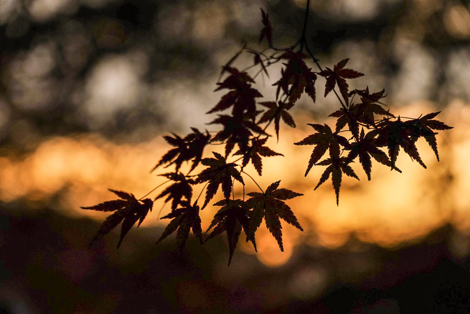 Kyon 黄昏紅葉 写真もっと勉強したいなー 思うように撮れないし現像出来ない歯痒さ でも写真撮るの楽しいから好き 夕暮れ 夕焼け 黄昏時 もみじ シルエット 写真好きな人と繋がりたい T Co 7nzdooqpyi Twitter