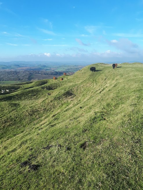 IFJaCs_farm's tweet photo. As a young farmer in the industry I would like to share these photos with you @BBCOne @lizbonnin #MeatAThreatToOurPlanet This is how farming is done in #Dorset 
Farming on an Iron Age Hill fort for #Dorsetwildlife Producing quality grass fed British Beef #BackBritishFarming https://t.co/u1HB69WONU