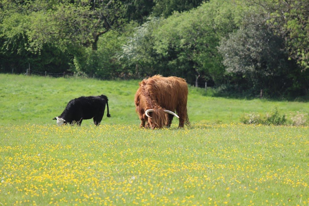 IFJaCs_farm's tweet photo. As a young farmer in the industry I would like to share these photos with you @BBCOne @lizbonnin #MeatAThreatToOurPlanet This is how farming is done in #Dorset 
Farming on an Iron Age Hill fort for #Dorsetwildlife Producing quality grass fed British Beef #BackBritishFarming https://t.co/u1HB69WONU