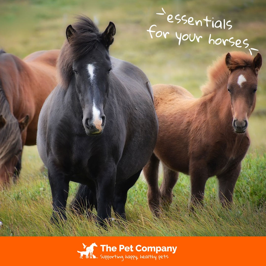 Make sure to stock up on all of your equine essentials this season.

We have a range of products on our website - ow.ly/VKx550xlaXw 🐴🐎