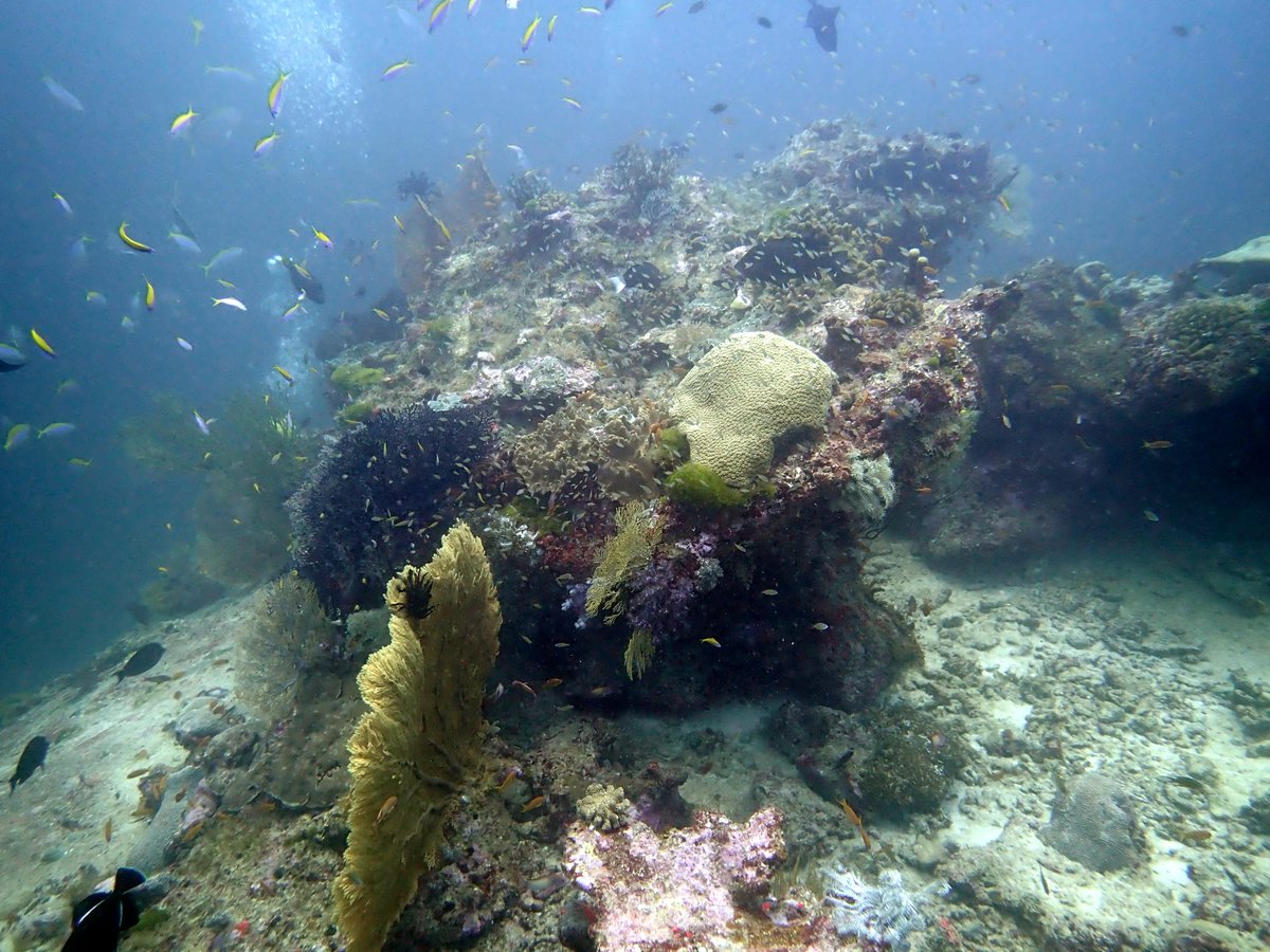 PirateDiversKL's tweet photo. Similan island - west of eden
#PirateDiversKhaoLak #Diving #SimilanIslands #SimilanLiveaboard #KhaoLakDiving #divingkhaolak #Thailand #RichelieuRock #KonBon #KohTachai #ScubaDiving https://t.co/Sy8YeJrvT9