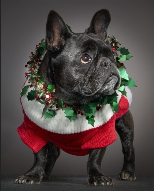 WoofTimeEvents's tweet image. "Did someone say Christmas Doggy Brunch?" See you on 8th for games, prizes &amp;amp; brunch! Dec 8th @thebirdsleytonstone 

Early Bird Tix £13 @Designmynight
ow.ly/3nHc50xlXG2

#dogs #doggybrunch #dogfriendly #londonbrunch #leytonstone  #wanstead #leyton #veganbrunch #vegansofldn