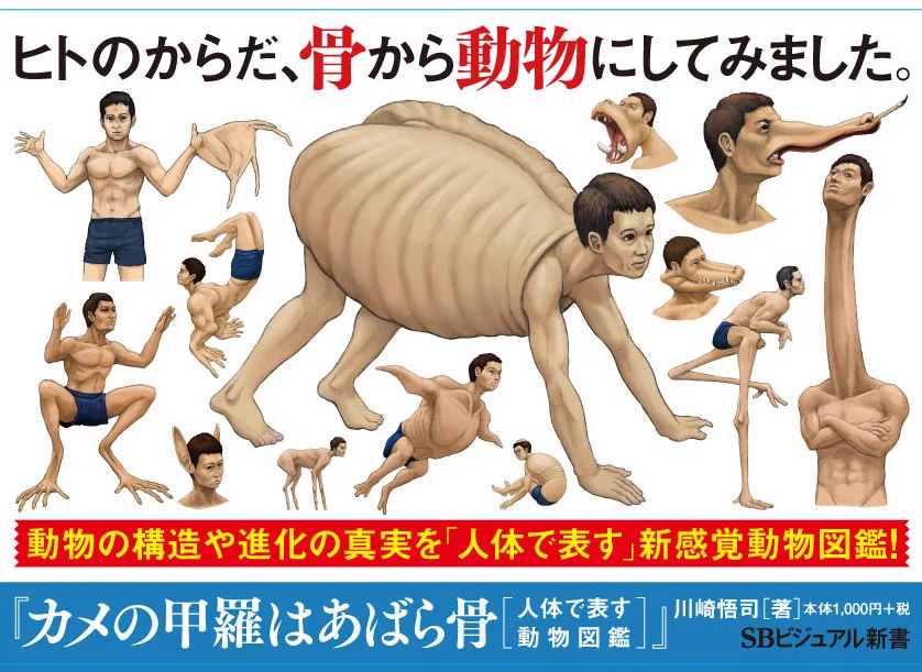 コワイ笑。人の身体骨から動物にしてみました。