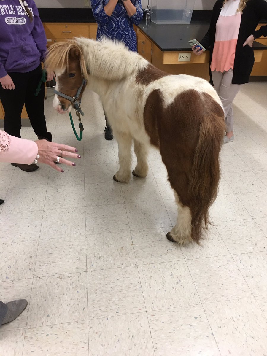 TigersLms's tweet image. Donuts and ponies #thisislcsc #sparkgratitude