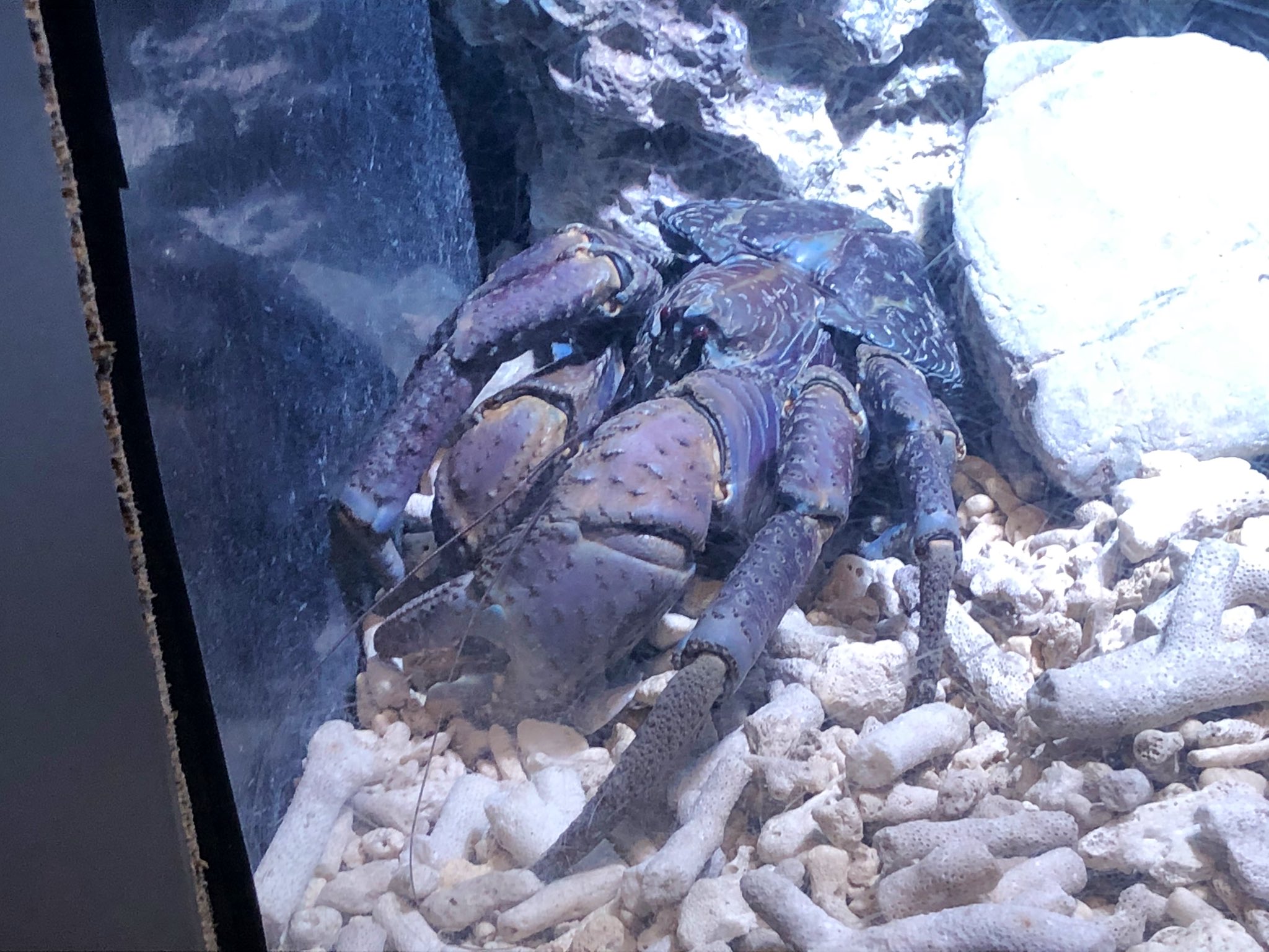 古里どらす ヤシガニが木に登ってココナッツをちょん切った瞬間 下を歩いていた女性の頭に激突し死亡した事故があったと危険生物か何かの本に書いてたっけ オカヤドカリの仲間はたくさんいるけど なぜこの種だけ異例の進化を遂げたのだろうか