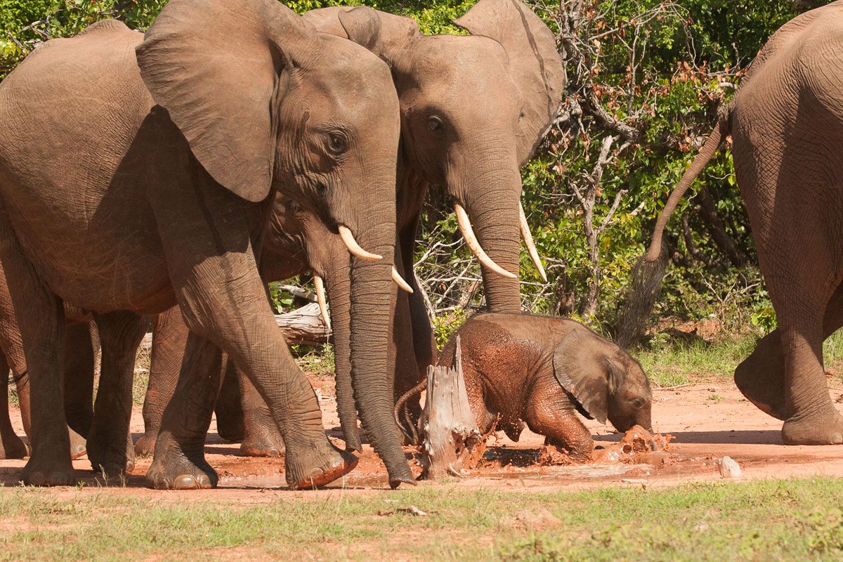 There’s nothing better than to splash around in some cool mud on a hot day!

Come and have fun with us on safari: musangosafaricamp.com/safari-experie…

#WildlifeWednesday #WildlifeSafari #Elephants #CuteAnimals #CutenessOverload #Summer #AfricaTravel #Zimbabwe #LakeKariba