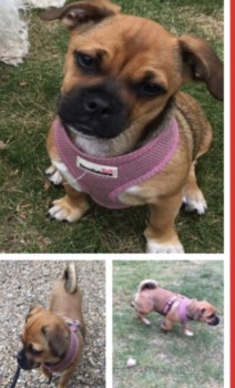 MissingPetsGB's tweet photo. π #URGENT COCO believed #STOLEN in burglary #NW2
On 27 Nov 2019 Gladstone Park
#London
Female #JackRussellTerrier
Please RT #PetTheftReform #PetTheftArmy #stolendog
@simonday24
https://t.co/cW2Lbe4g6n https://t.co/oVfcYVnpaQ