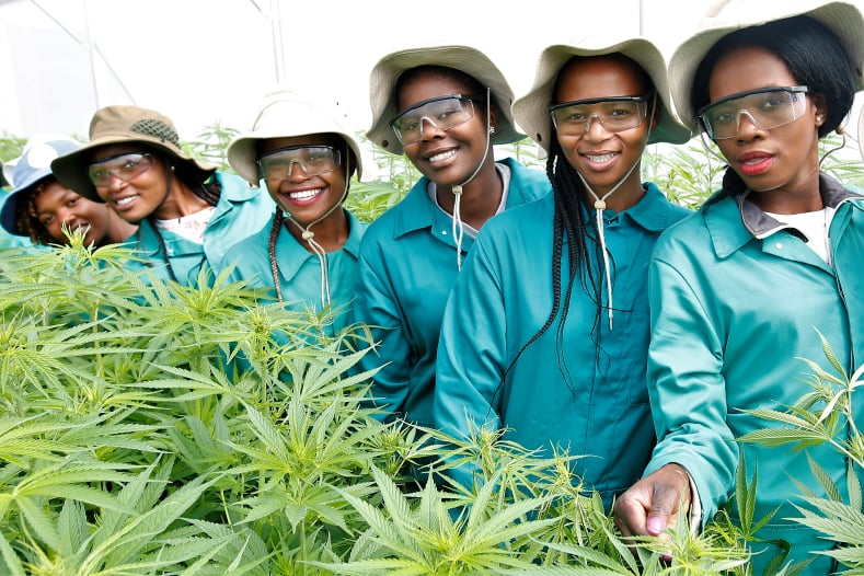 MGHFullSpectrum's tweet photo. Growing high-quality organic biomass is best achieved by employing skilled and experienced staff who have grown cannabis in various environments; indoor, greenhouse and open air.

#Quality #Cannabis #MG_Health #Makarabeli #Lesotho https://t.co/7BYPzPj1oB