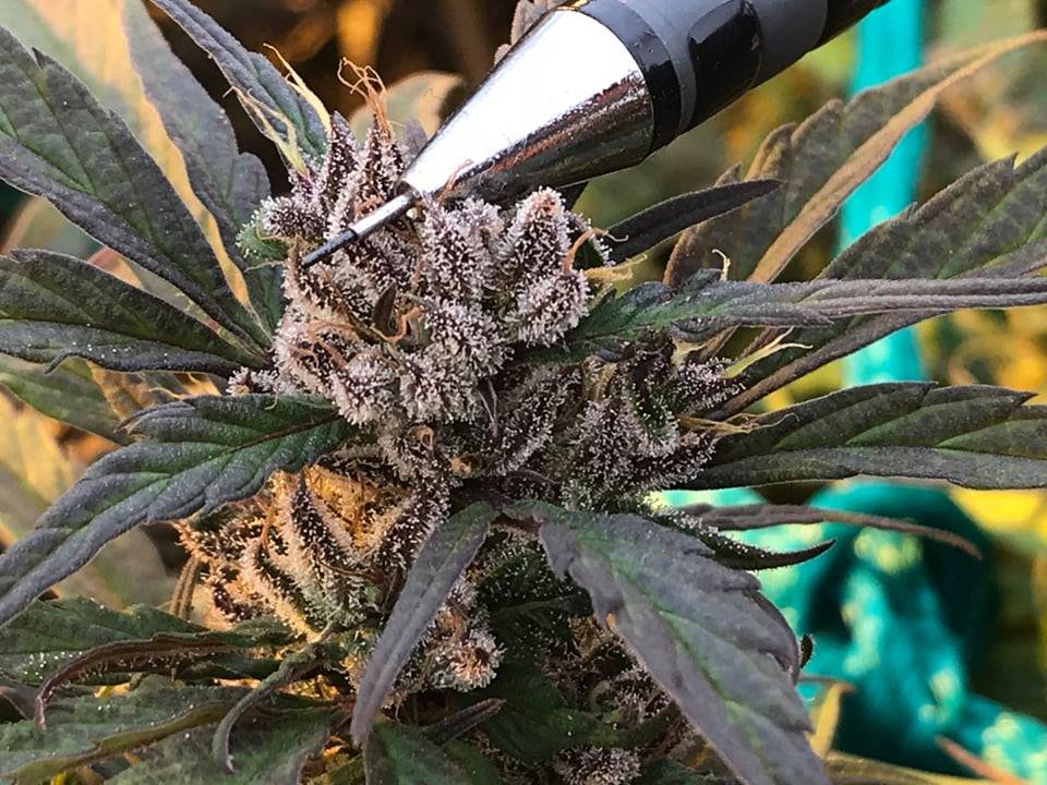 MGHFullSpectrum's tweet photo. Growing high-quality organic biomass is best achieved by employing skilled and experienced staff who have grown cannabis in various environments; indoor, greenhouse and open air.

#Quality #Cannabis #MG_Health #Makarabeli #Lesotho https://t.co/7BYPzPj1oB